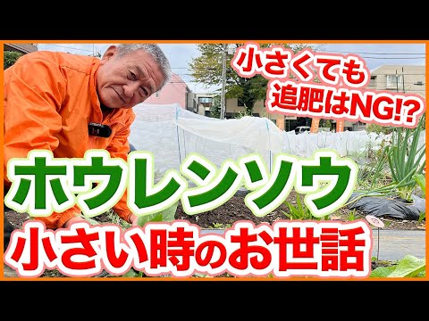 園芸 忍耐、スイバほうれん草、永遠のほうれん草