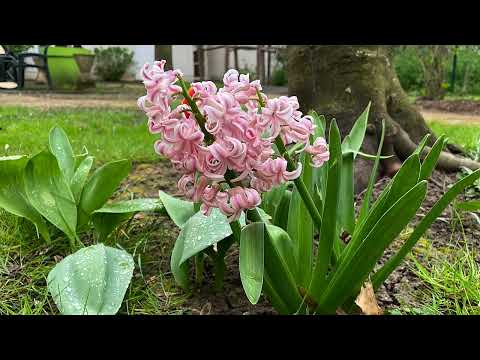 image : Samedi au jardin : Ehpad "les Mathurins"