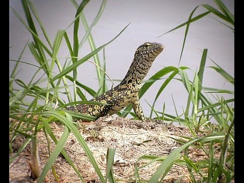 Nile monitor vs. Tarantula
