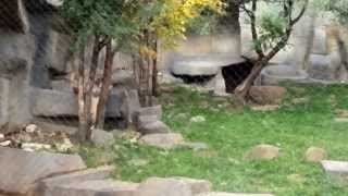 preview picture of video 'baby snow leopard at Brookfield Zoo'