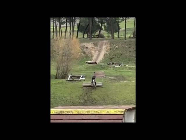 Poni C competición en venta. 