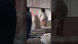 Fueron al Rancho y Regresaron con esta manía,maña…🥹