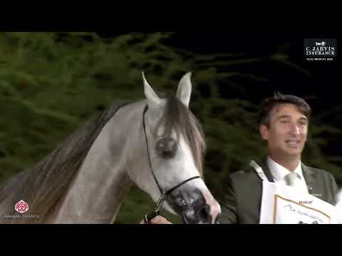 N 47 D NAJLAH   Global Champions Arabians Tour Muscat   Fillies 2 3 Years Old Section B Class 2B