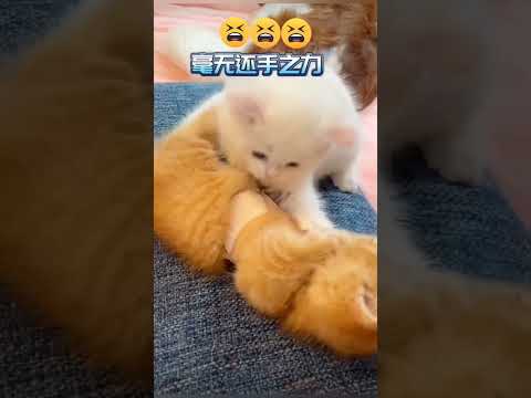 Isn't that cute? haha funny cats, playing #cat #cute #shorts #pets #funny
