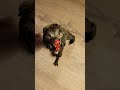 Neca An American Werewolf In London Werewolf Necaactionfigure Horrormovie Kesslerwolf
