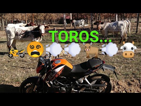 running of the bulls san fermin on motorcycle