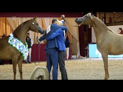 ALJASSIMYA FARM - The First Ever Online Arabian Horse Show