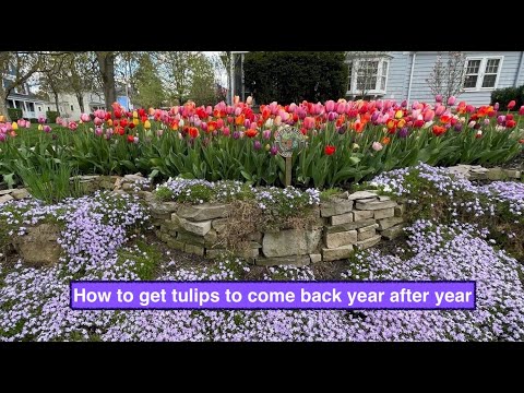 How to get tulips to come back year after year