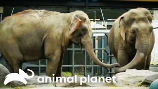 🔴 WATCH NOW: Cats! 🐈 | The Zoo | Animal Planet