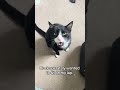 AnDoes Anyone Else S Cat Do This Is This Just Tux Cat Behavior Arthur Certainly Has A Lot To Say