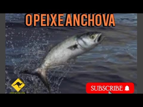 A anchova,  é um peixe conhecido pelo sabor forte e peculiar. Conheça tudo sobre esse peixe. 🐟🐟🐟