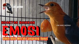 Download lagu Suara Burung Anis Merah NRAKTAK PANJANG Memancing Bunyi Langsung GACOR | HW ANIS MERAH mp3
