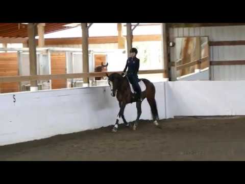 Qinevere by Franziskus Under Saddle March 2020