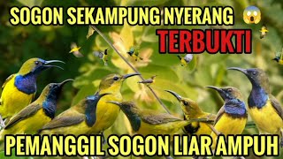Download lagu SUARA PIKAT SOGON LIAR AMPUH 😱- PEMANGGIL SOGON LIAR 100% AMPUH mp3 Download lagu SUARA PIKAT SOGON LIAR AMPUH 😱- PEMANGGIL SOGON LIAR 100% AMPUH mp3