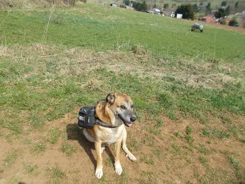 Billys Kleine Pflanzenkunde Brennessel