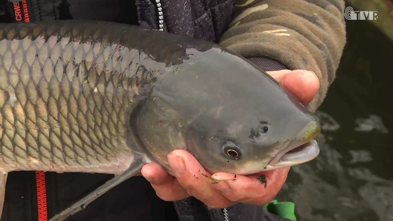 Święta to i rybka musi być