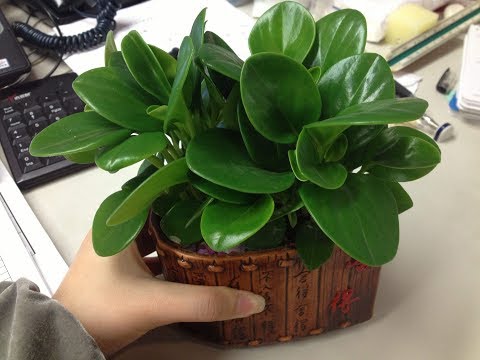 圓葉發財樹照顧