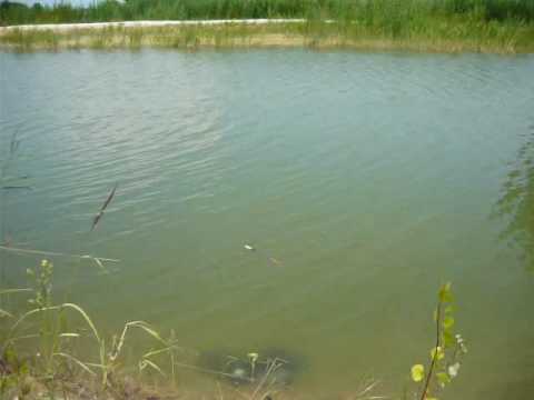 Kill bigiboy vs harcsa 2