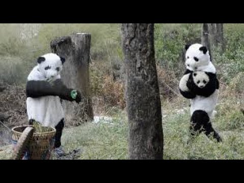 Спасти панду — Русский трейлер 2020