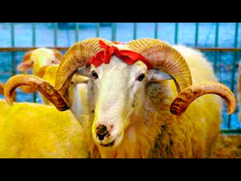 Rregullat qe  duhet te di ai musliman qe do te bej Kurban per Bajram