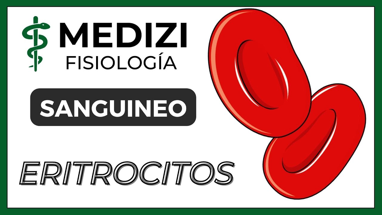 32th class - The fisiology of blood cells- Erythrocytes