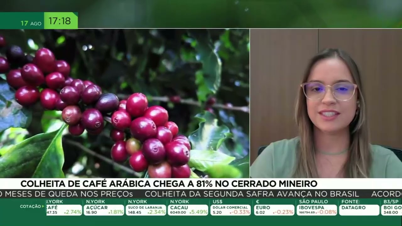 Colheita de café arábica chega a 81% no cerrado mineiro