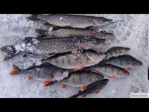 PALUU JUURILLE | PILKILLÄ AHVENTA JA HAUKEA! TUMMASTA JA MATALASTA VEDESTÄ!