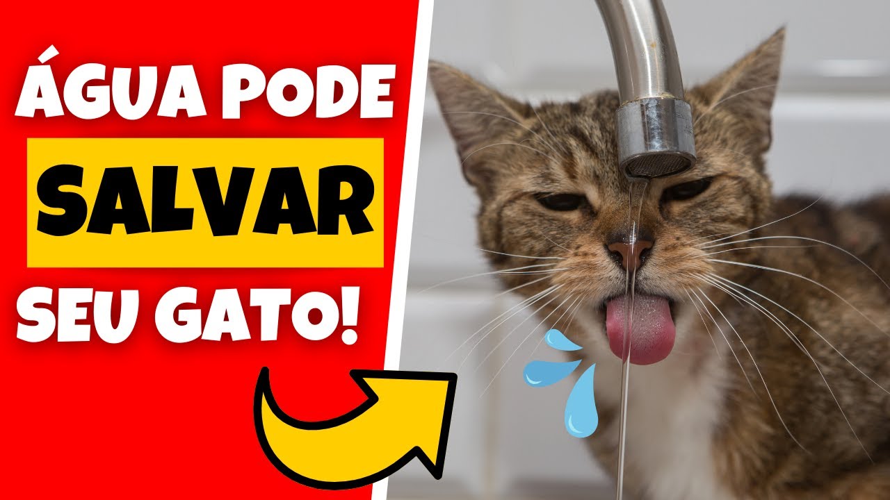 Melhores Fontes de Água para Gatos | 5 Modelos INCRÍVEIS, para Todos os Bolsos!