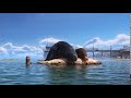 Finding Dory The Gerald