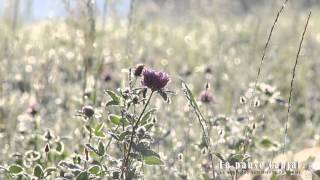 preview picture of video '..et des fleurs dans les cheveux ~La Pause Cantal~'