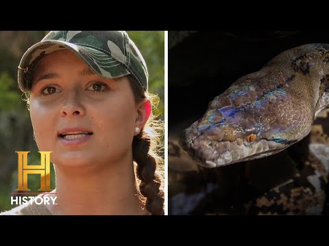 18-FOOT-LONG SERPENT Strikes Again | Swamp People: Serpent Invasion (Season 3) | History