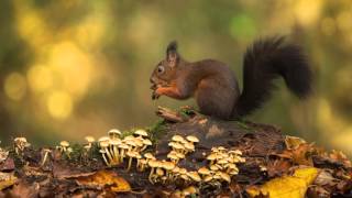 Herfstfotografie