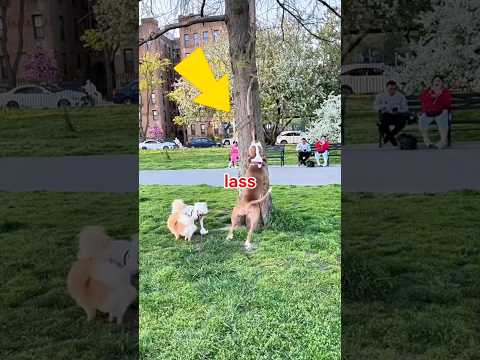 lass deinen Hund nicht in die Nähe von Stöcken #shorts