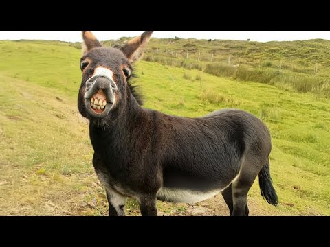 Ces vidéos d'animaux les plus drôles vous feront rire à gorge déployée.