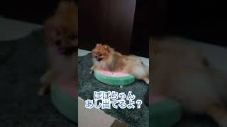 大胆におくつろぎなポメラニアン on スイカ