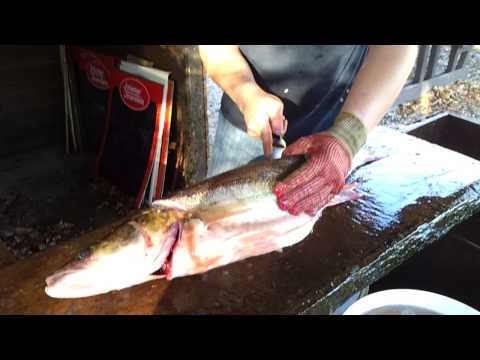 Zander filetieren