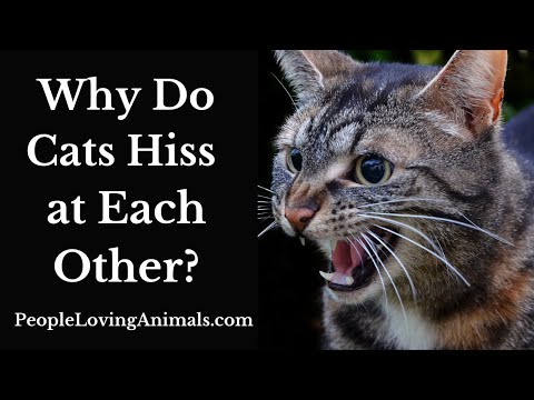 Why Do Cats Hiss at Each Other?