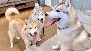 お散歩から帰ると、見知らぬハスキー犬が家族と暮らしていました...
