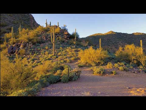 POV Hiking Video - Hike through Sonoran Desert