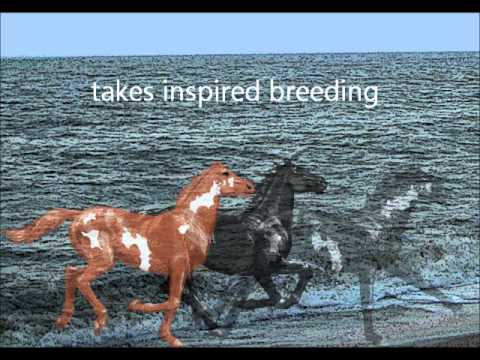 Galaxy Stables Video