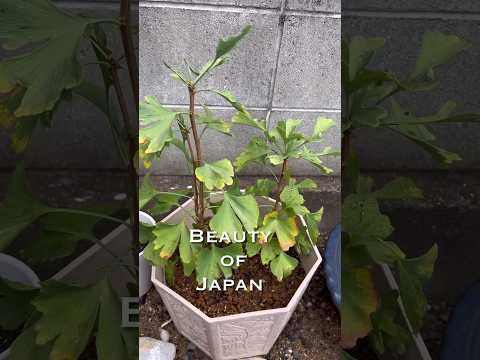 イチョウ、扇葉の木 植物
