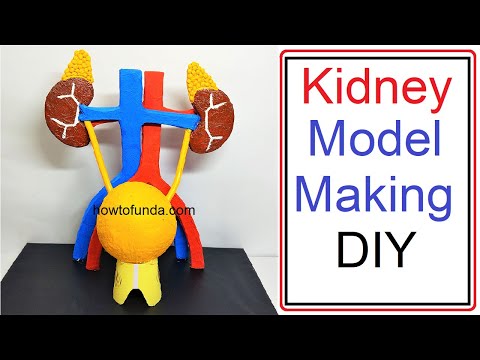 human digestive system working model 3d science project for science exhibition diy howtofunda