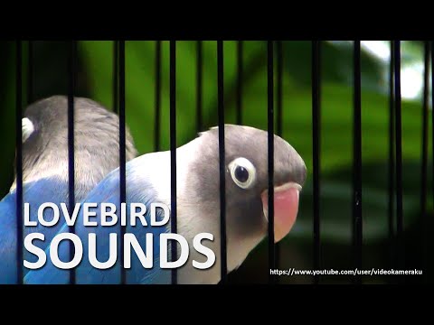 Lovebird Chirping Sounds 2 Hours - Blue Black Masked Lovebird