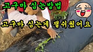 텃밭에 꿀고구마를 심고 고구마줄기 심는방법에대해서 이야기 해보았습니다