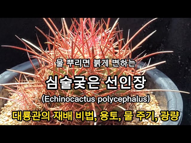 Video Pronunciation of echinocactus in English
