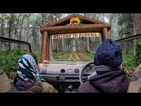 MY FIRST DUDHWA TIGER RESERVE JUNGLE SAFARI | HOW TO BOOK DUDHWA SAFARI | BEST ZONE IN DUDHWA