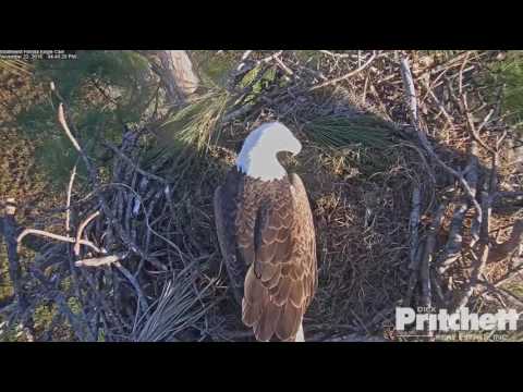 Southwest Florida Eagle Cam - 1st Egg - 11/22/2016