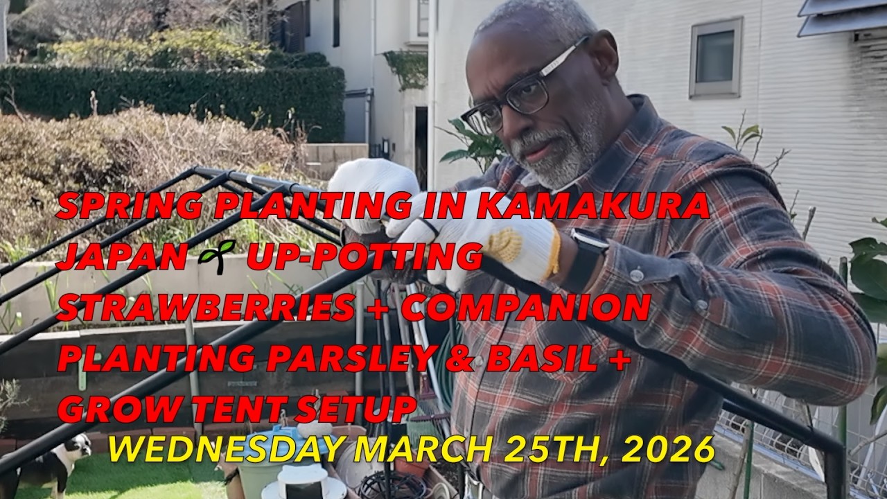 Spring Planting in Kamakura Japan 🌱 Up Potting Strawberries + Companion Planting Parsley & Basil +