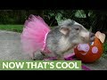 Pig In Tutu Halloween Costume Plays The Piano