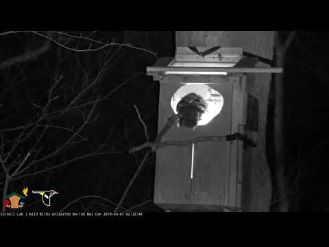2:30 AM Crayfish Drop with Hooting, March 7, 2018 | Barred Owl Outside Cam